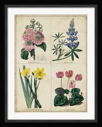 Framed Botanical Grid III Print