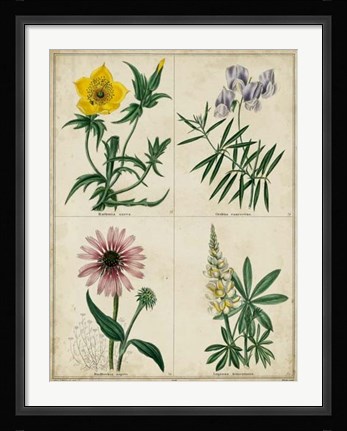 Framed Botanical Grid IV Print