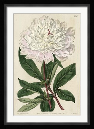 Framed Imperial Floral I Print
