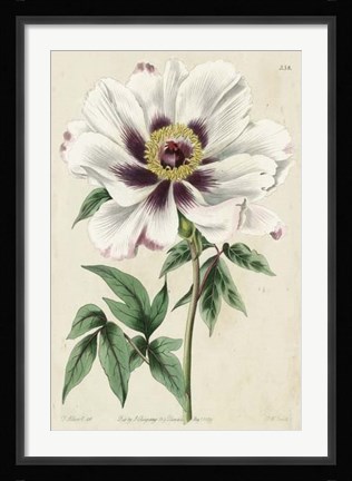 Framed Imperial Floral II Print