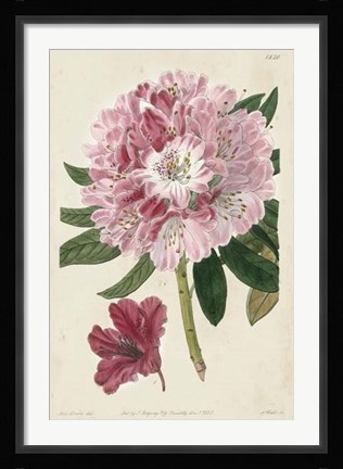 Framed Imperial Floral III Print