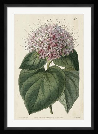 Framed Imperial Floral IV Print