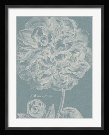 Framed Graceful Peony II Print