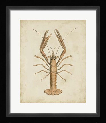 Framed Crustaceans I Print