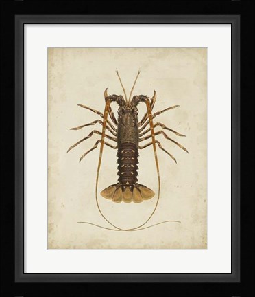 Framed Crustaceans II Print