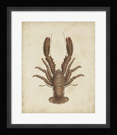 Framed Crustaceans III Print