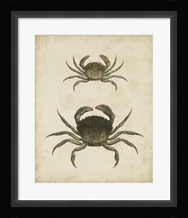 Framed Crustaceans IV Print