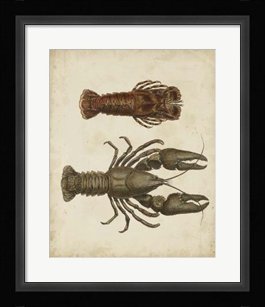 Framed Crustaceans V Print