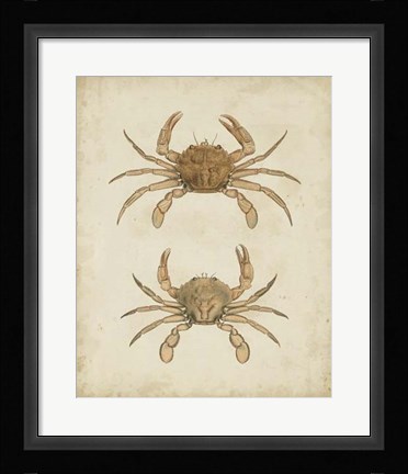 Framed Crustaceans VI Print