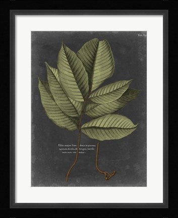Framed Foliage Dramatique III Print