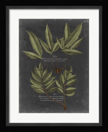 Framed Foliage Dramatique IV Print