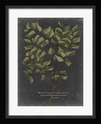 Framed Foliage Dramatique V Print