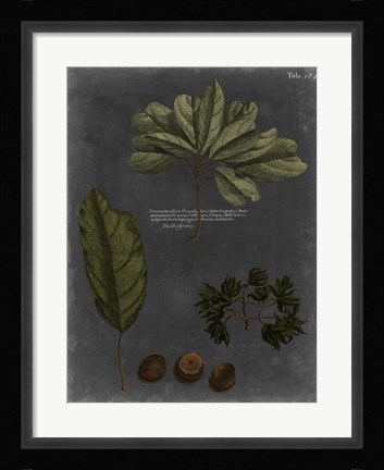 Framed Foliage Dramatique VI Print