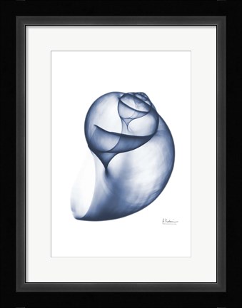 Framed Indigo Water Snail Print