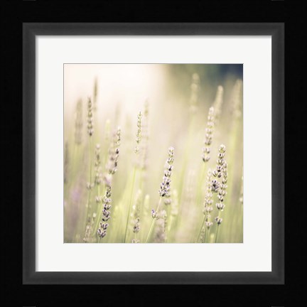 Framed Lavender Fields Print