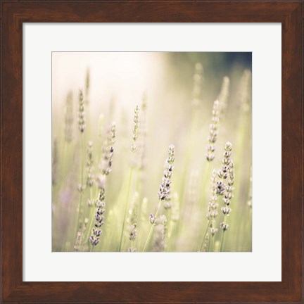 Framed Lavender Fields Print