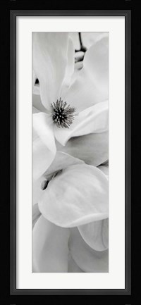 Framed Magnolia I Print