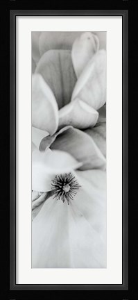 Framed Magnolia II Print