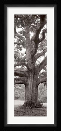 Framed Hampton Field Tree II Print