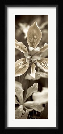 Framed Florison 68 Print