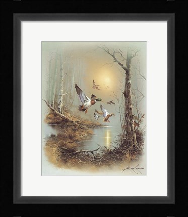 Framed Ducks A Print