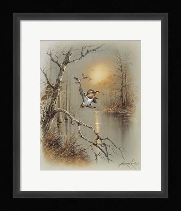Framed Ducks C Print