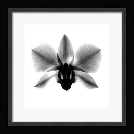 Framed Orchid, Phalenop. X-Ray Print