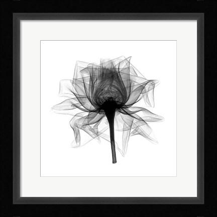 Framed Rose,Open #2 X-Ray Print