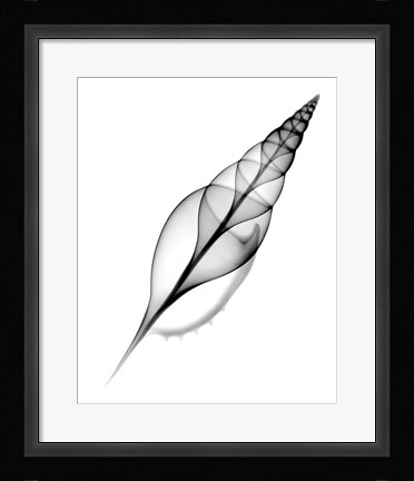 Framed Tibia, Martin's X-Ray Print