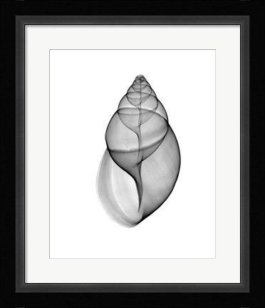 Framed Achatina Jpn Land Snail  X-Ray Print