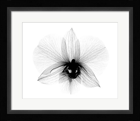 Framed Dendrobium 2  X-Ray Orchid Print