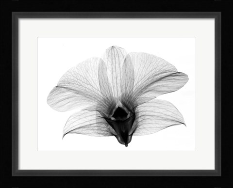 Framed Dendrobium On Back  X-Ray Orchid Print