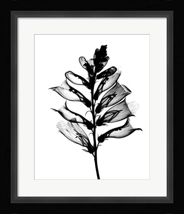 Framed Foxglove X-Ray Print