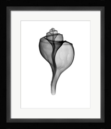 Framed Giant (Channel) Whelk  X-Ray Print