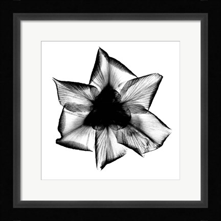 Framed Iris, Japanese X-Ray Print