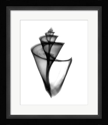 Framed Japanese Wonder Shell X-Ray Print