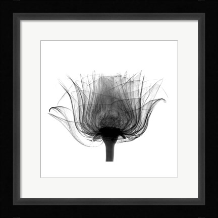Framed Joel's Rose X-Ray Print