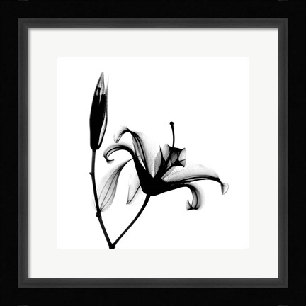 Framed Lily  + Bud X-Ray Print