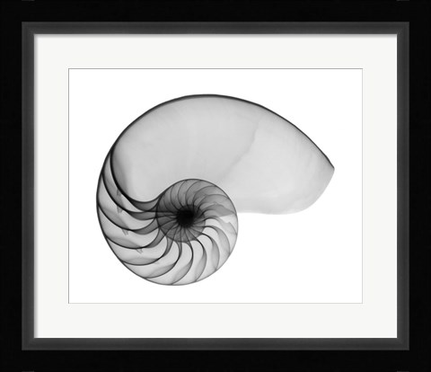Framed Nautilus Shell Lite X-Ray Print