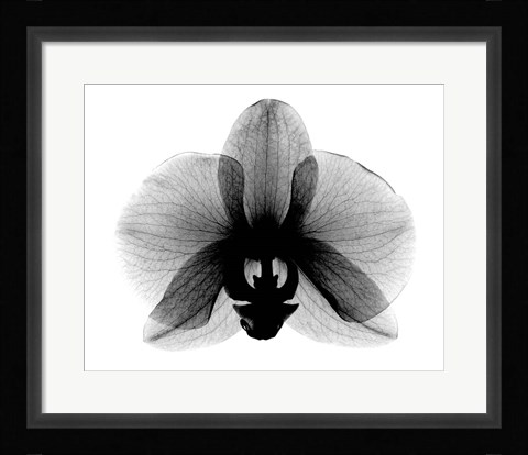 Framed Orchid, Small  X-Ray Print