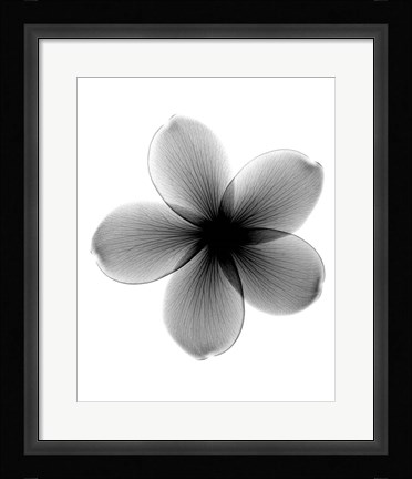 Framed Plumeria X-Ray Print