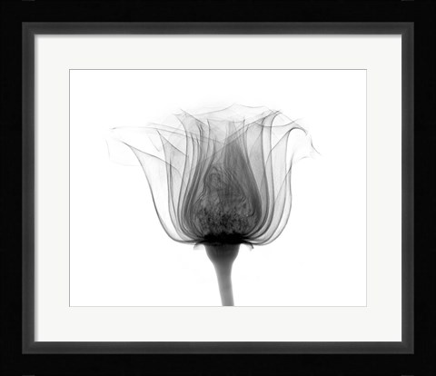 Framed Rose ,Noma X-Ray Print