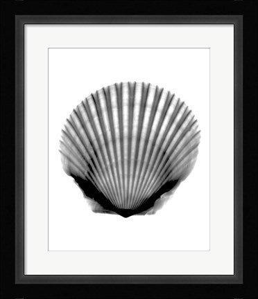 Framed Scallop #3 X-Ray Print