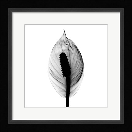 Framed Spathyphyllum X-Ray Print