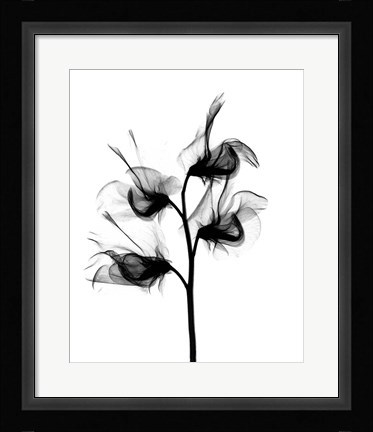 Framed Sweet Pea X-Ray Print