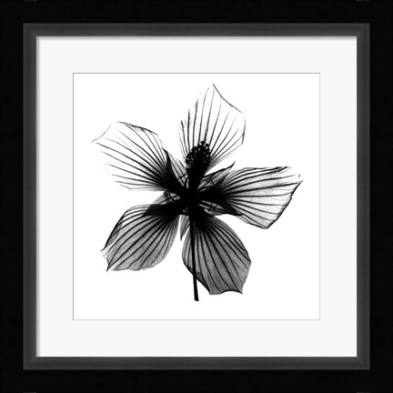 Framed Texas Star X-Ray Print