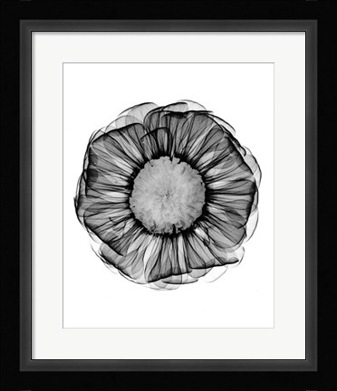 Framed Zinnia Montage Black &amp; White X-Ray Print