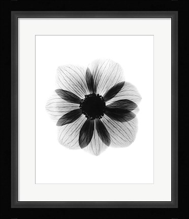 Framed Anemone  X-Ray Print