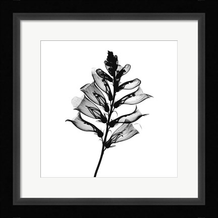 Framed Foxglove #2 X-Ray Print