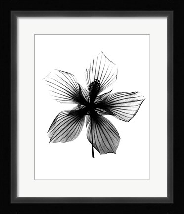 Framed Hibiscus, Texas Star X-Ray Print
